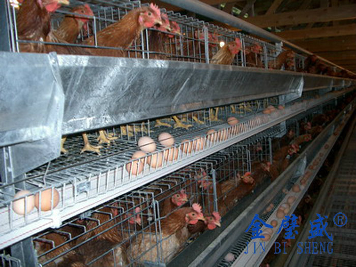 层叠式养鸡设备-蛋鸡